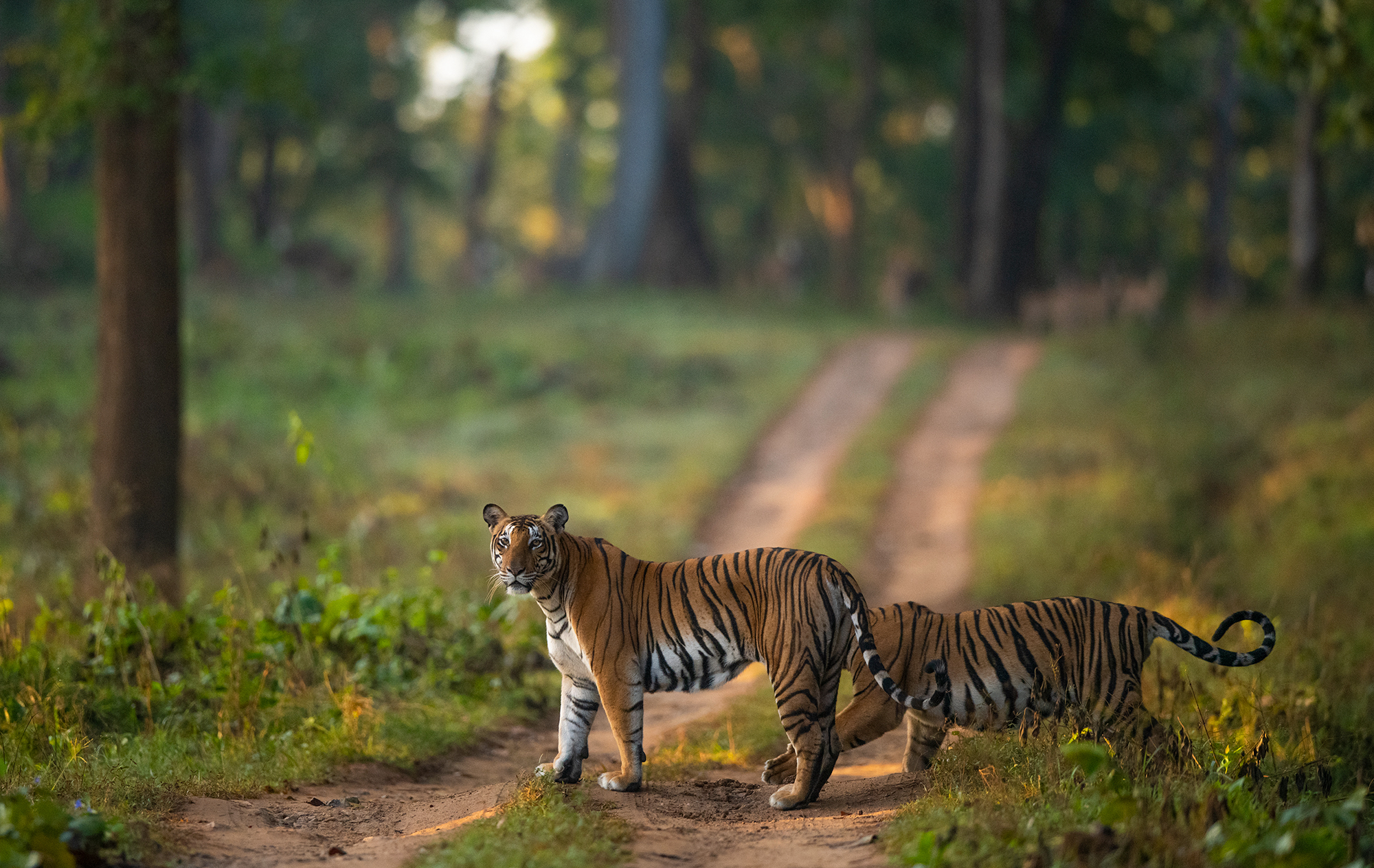Project Tiger