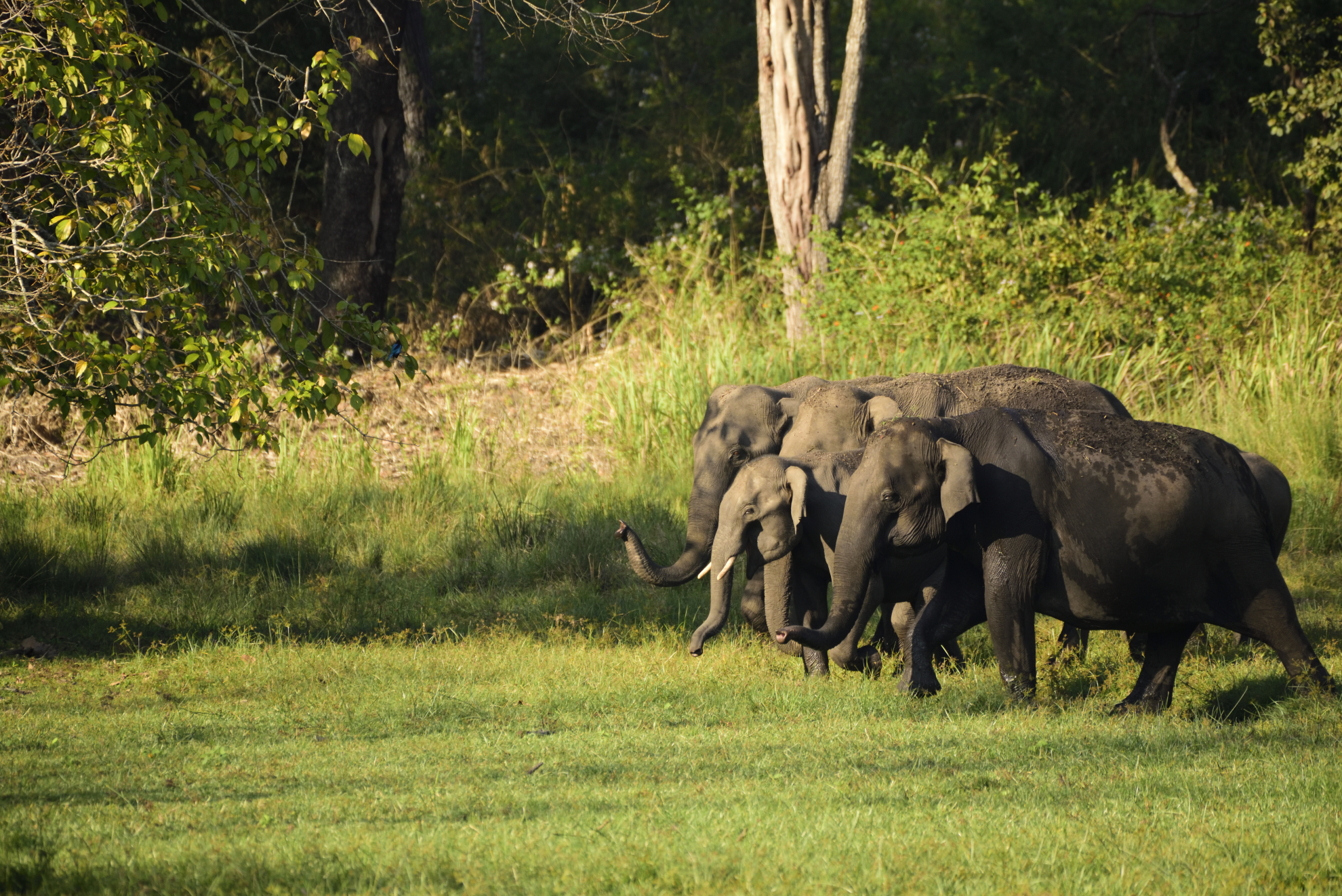 Asian Elephant